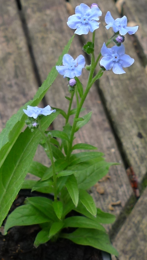 chinese forget-me-not