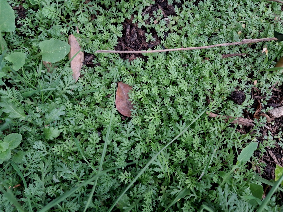 cota tinctoria seedlings