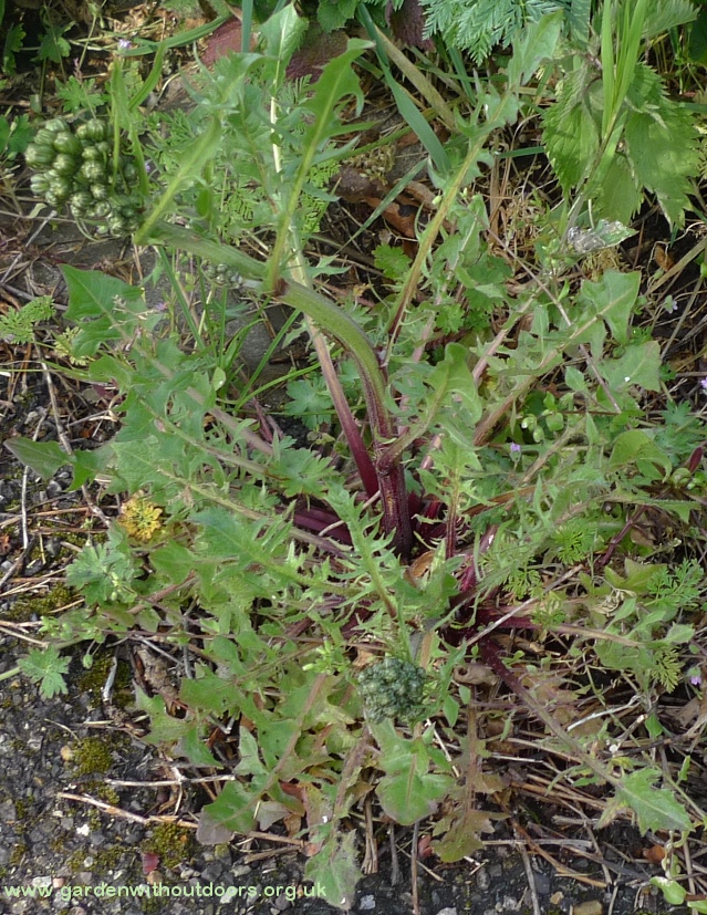 crepis vesicaria