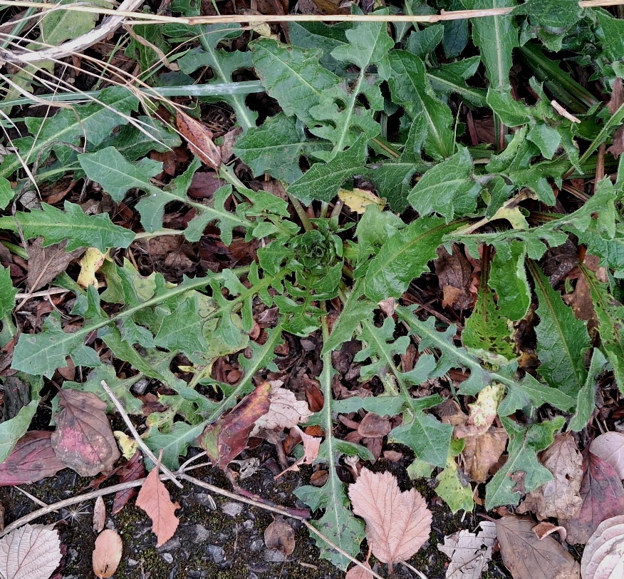 crepis vesicaria rosette