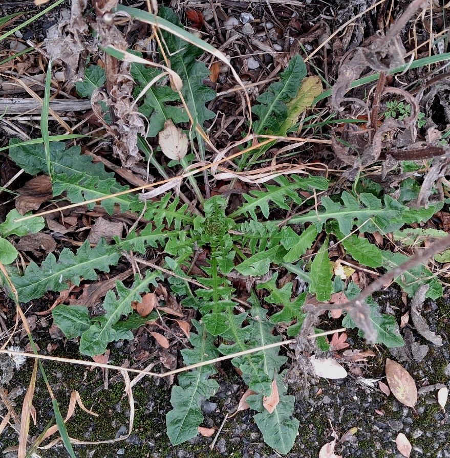 crepis vesicaria rosette