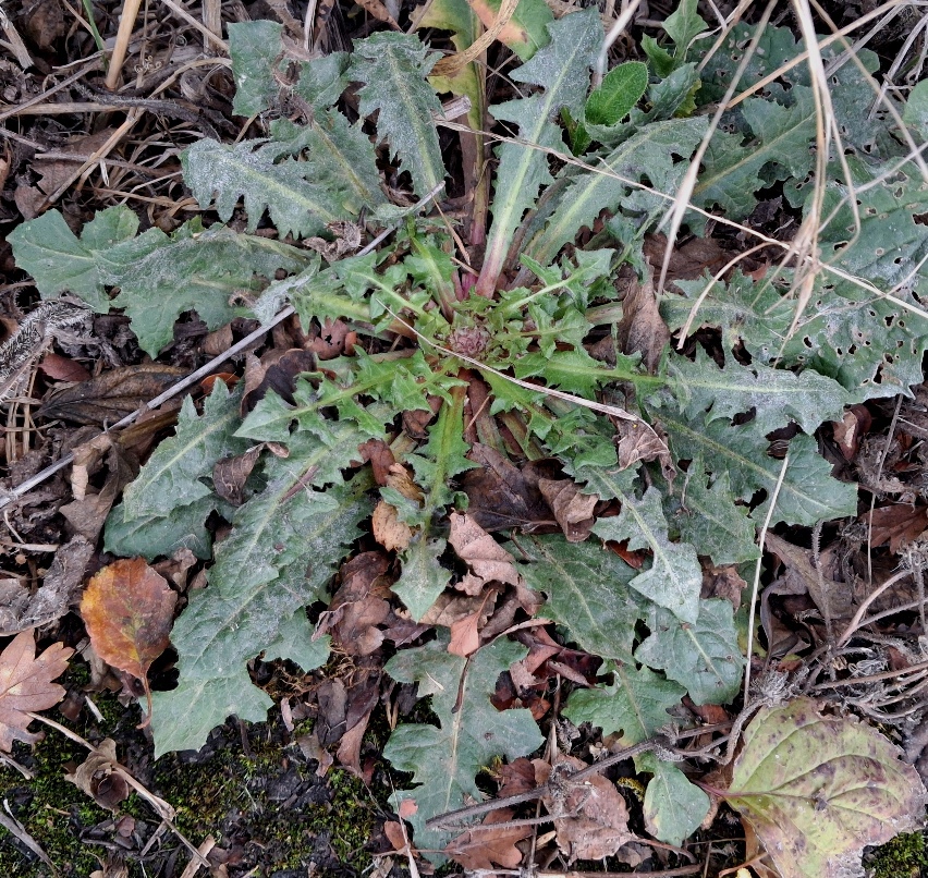 crepis vesicaria rosette