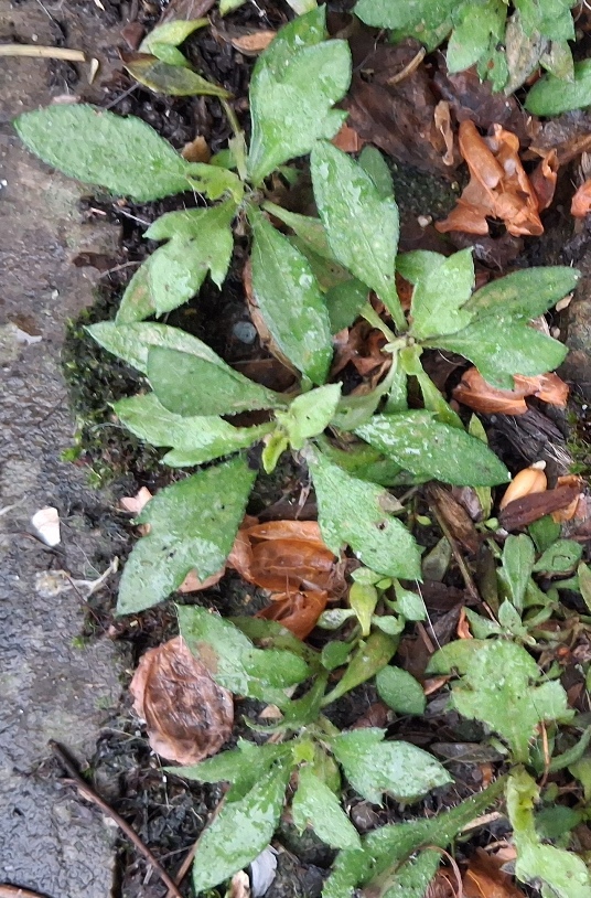 erigeron karvinskianus
