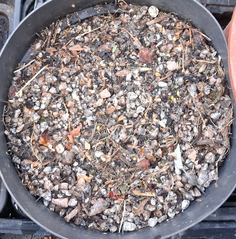 Erigeron karvinskianus seeds sown