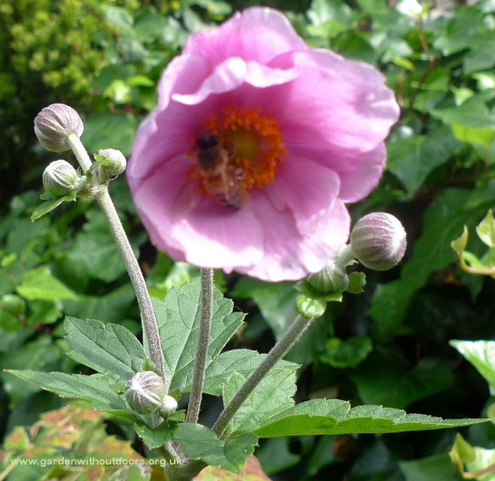 japanese anemone with bee