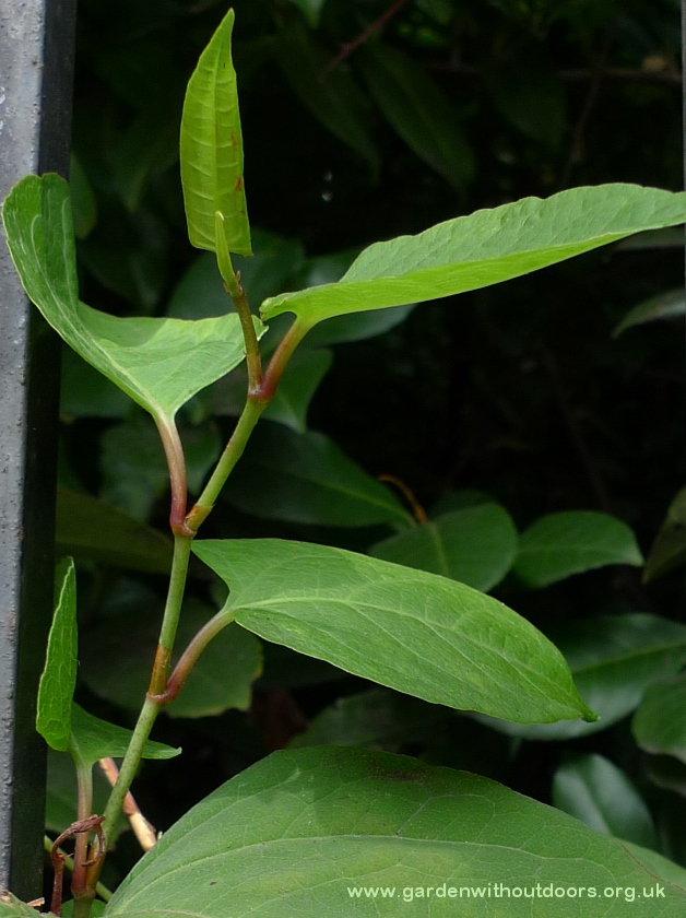 Japanese knotweed