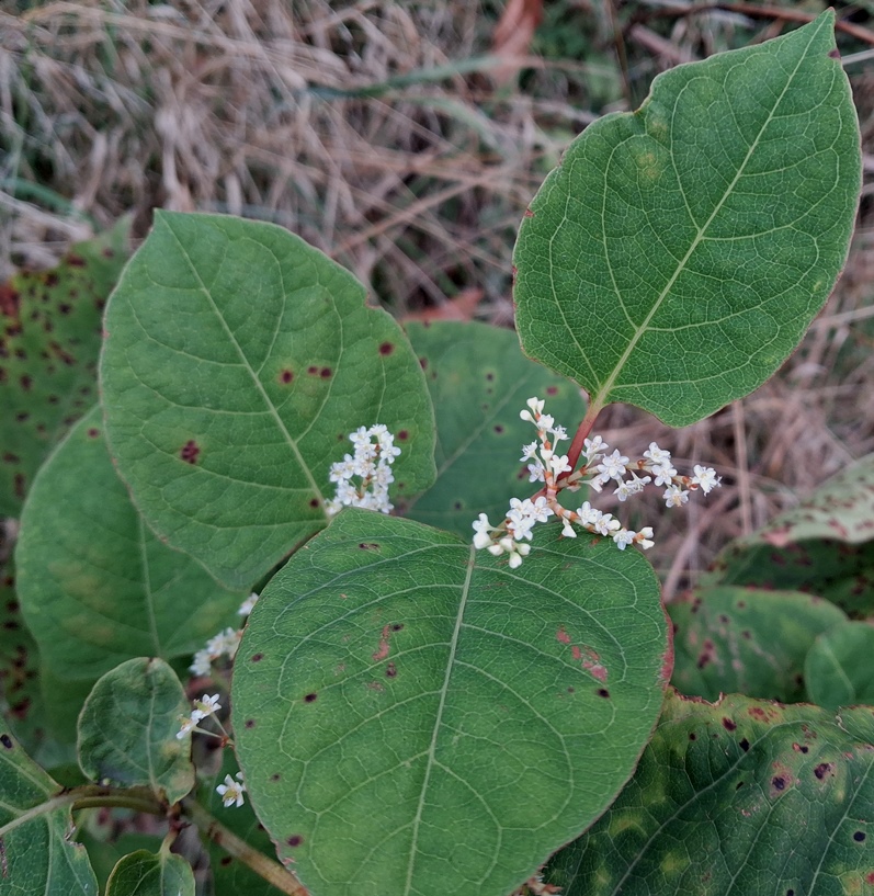 japanese knotweed