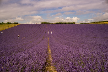 lordington lavender