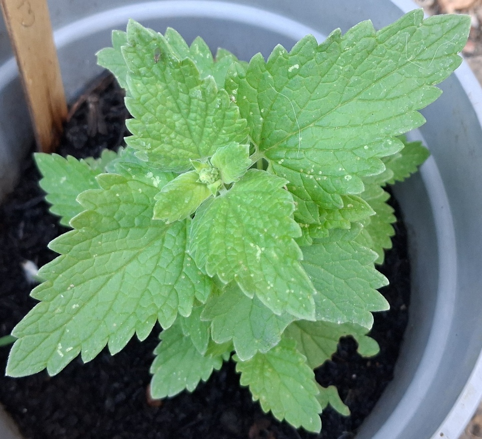 nepeta cataria
