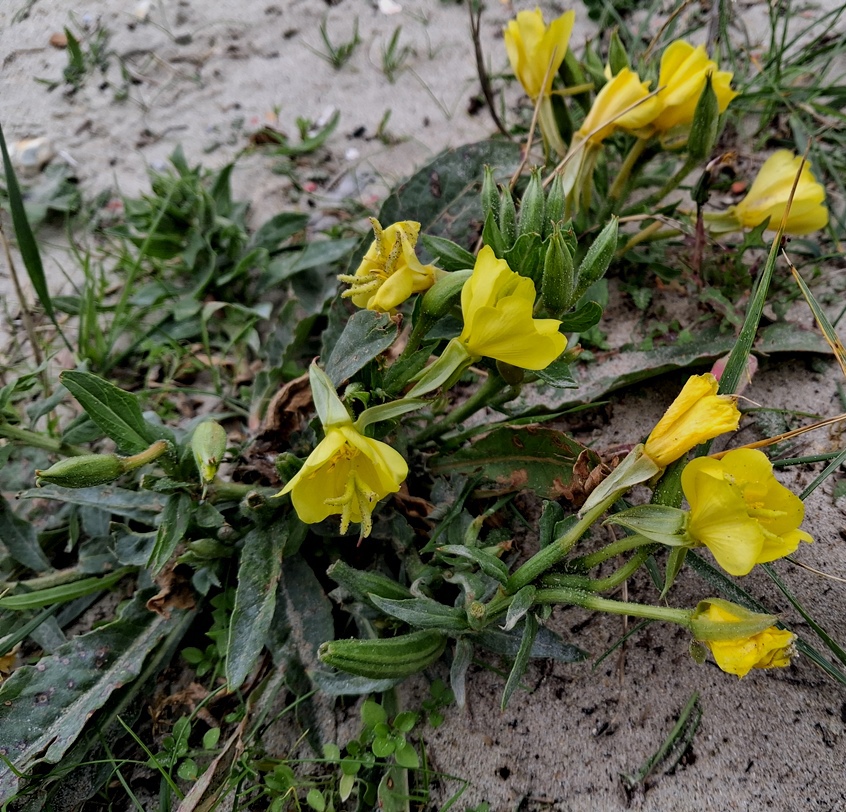 seabeach evening primrose Oenothera humifusa