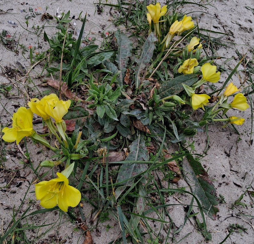 seabeach evening primrose Oenothera humifusa