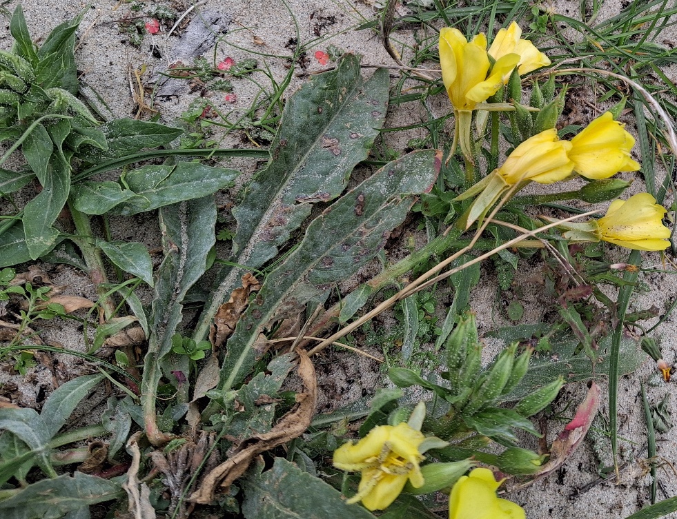 seabeach evening primrose Oenothera humifusa