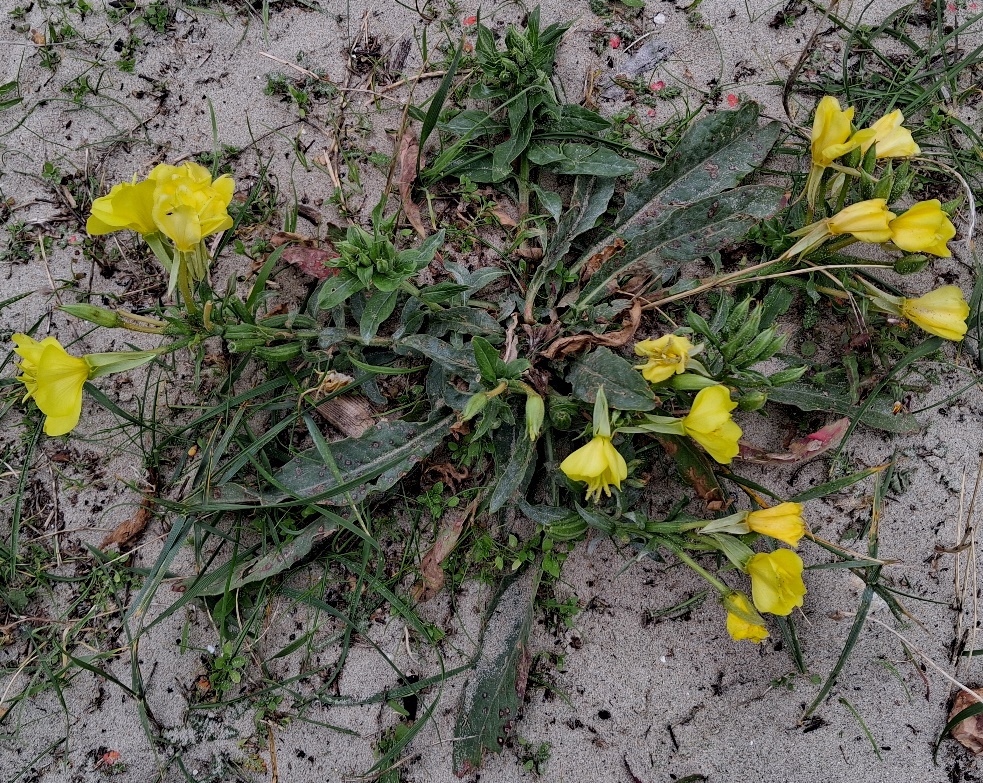 seabeach evening primrose Oenothera humifusa