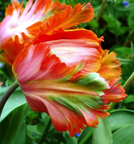 Orange Favourite tulip