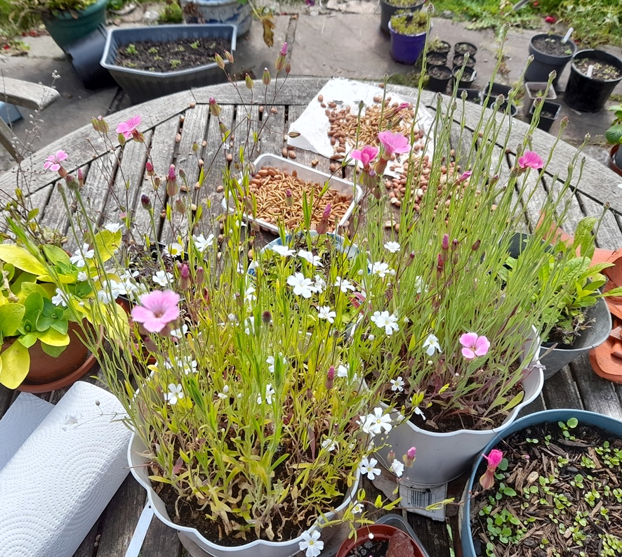 M+S Pollinator Flowers Bee Attracting Selection