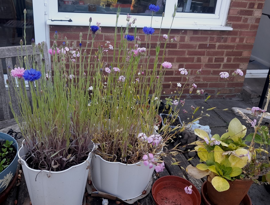 M+S Pollinator Flowers Bee Attracting Selection Cornflower