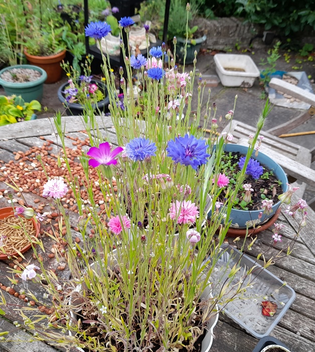 M+S Pollinator Flowers Bee Attracting Selection