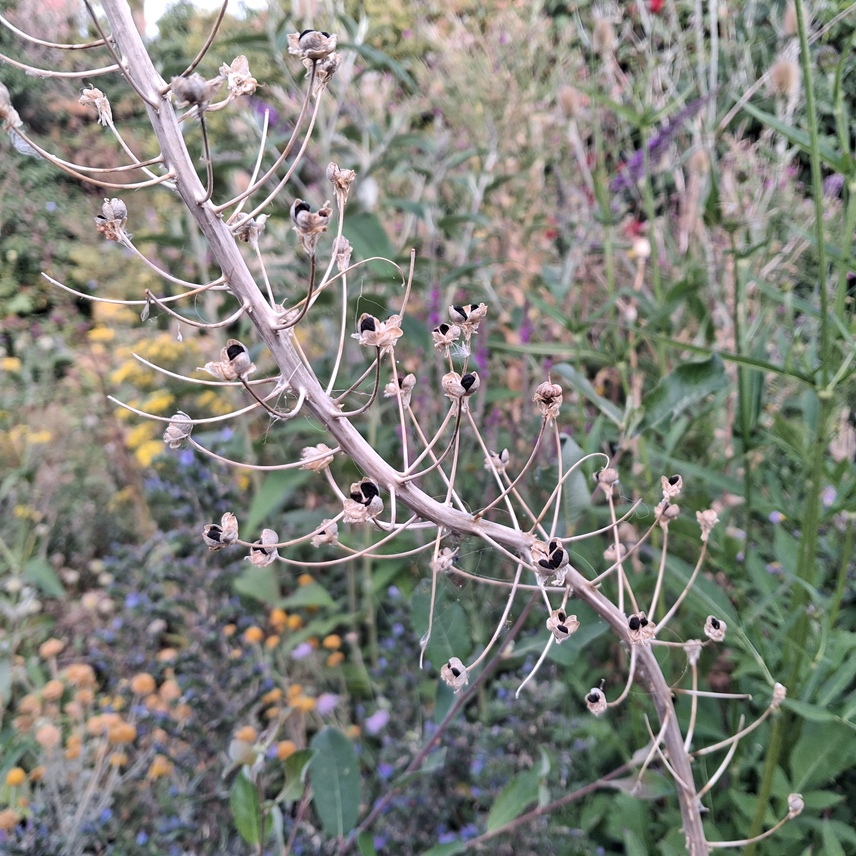 scilla hyacinthoides seeds
