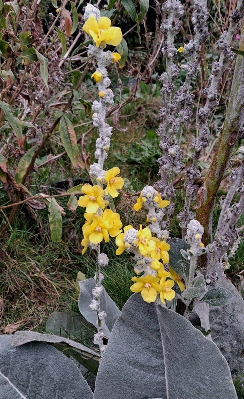 verbascum arctic summer