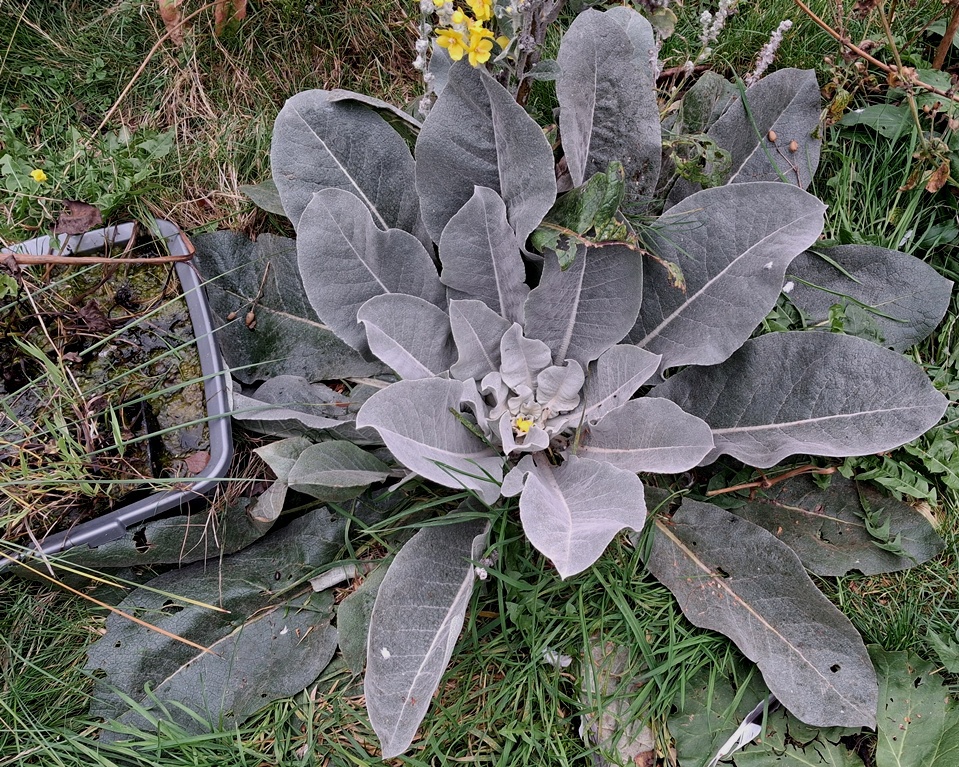 verbascum arctic summer
