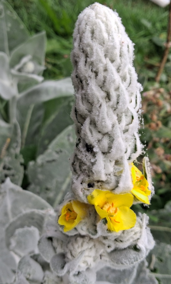 verbascum arctic summer