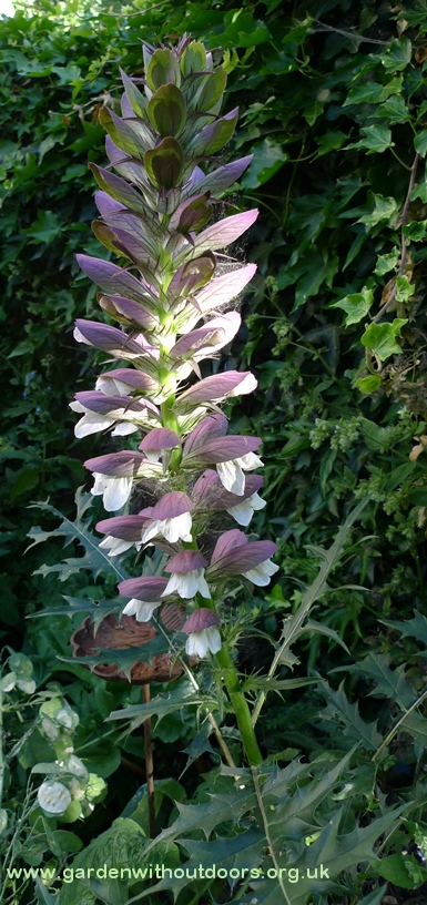 acanthus spinosis