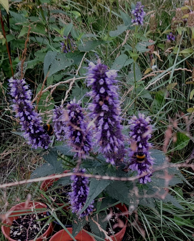 agastache black adder