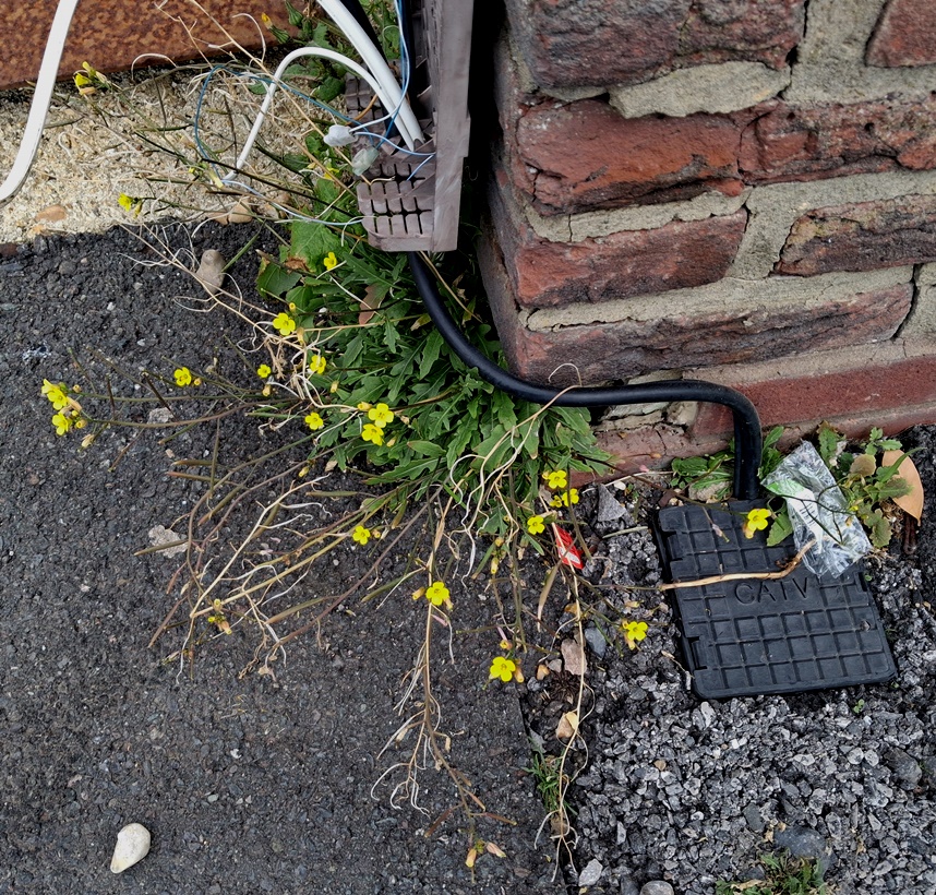annual wall rocket