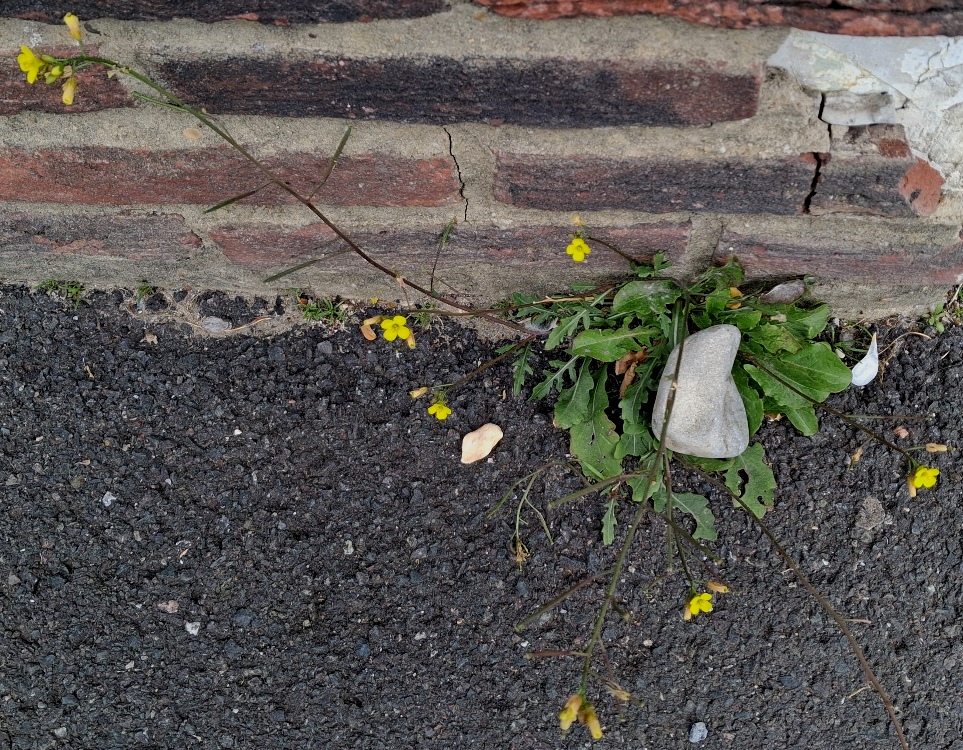 annual wall rocket