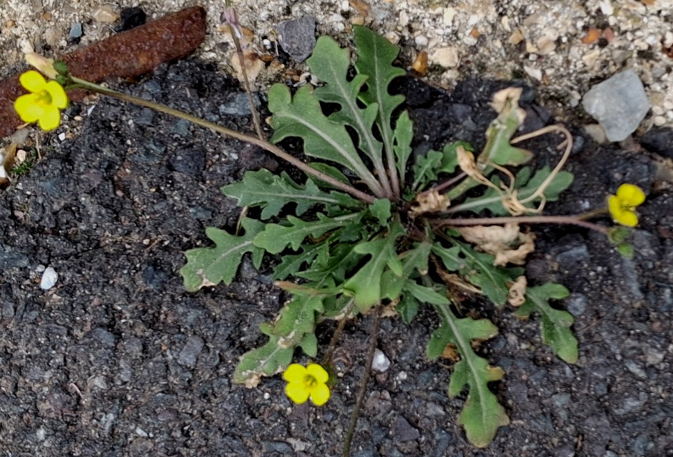 annual wall rocket