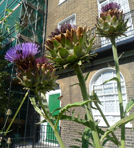 artichokes with bees