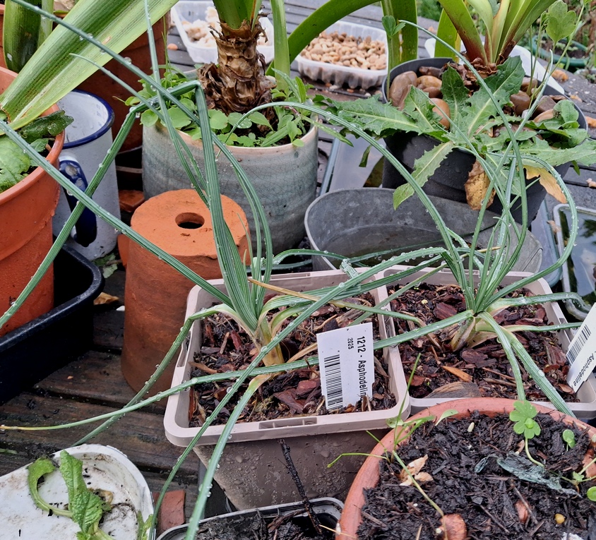 asphodeline lutea beth chatto