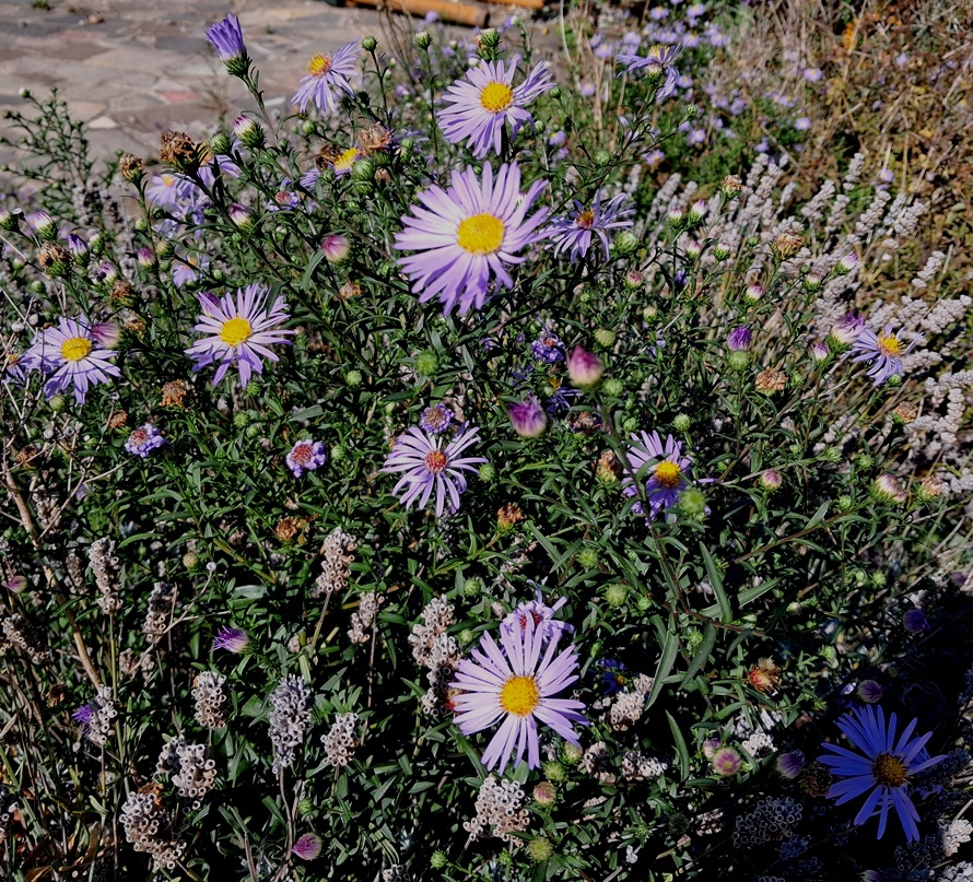 aster