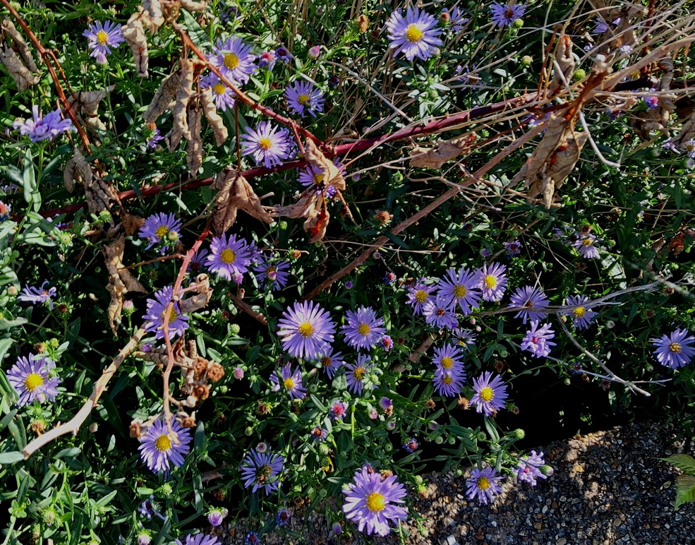 aster
