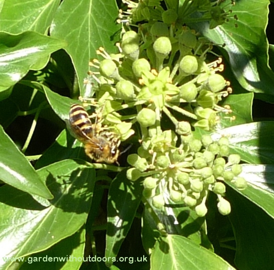 irish ivy with bee