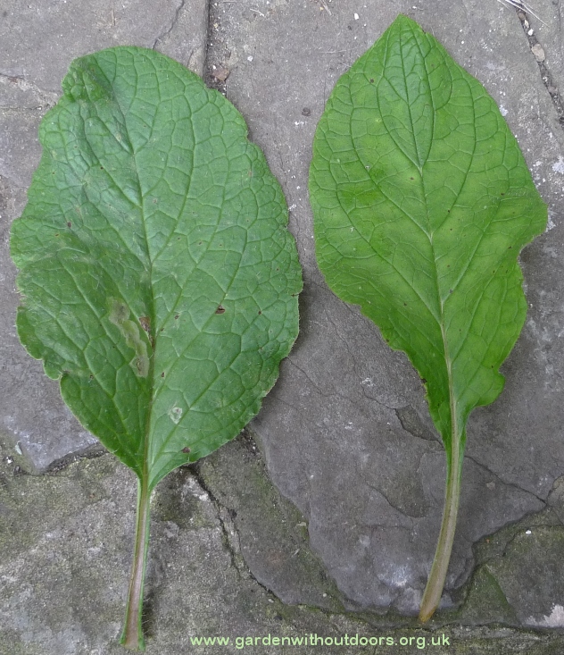 borage and green alkanet leaf comparison