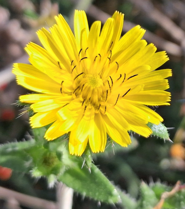 bristly oxtongue
