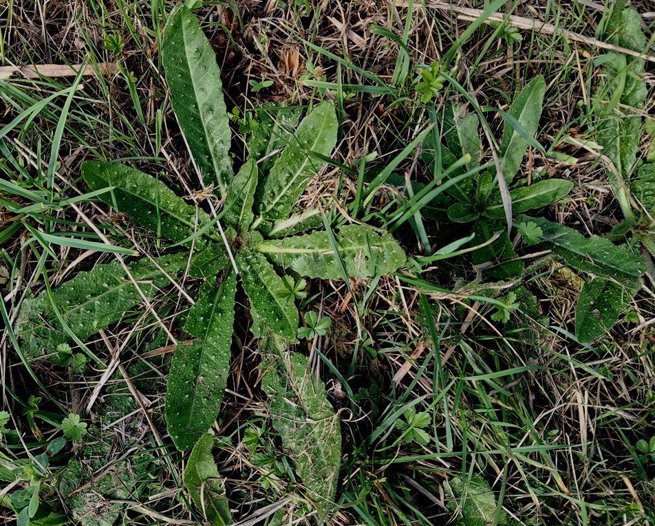 bristly oxtongue rosette