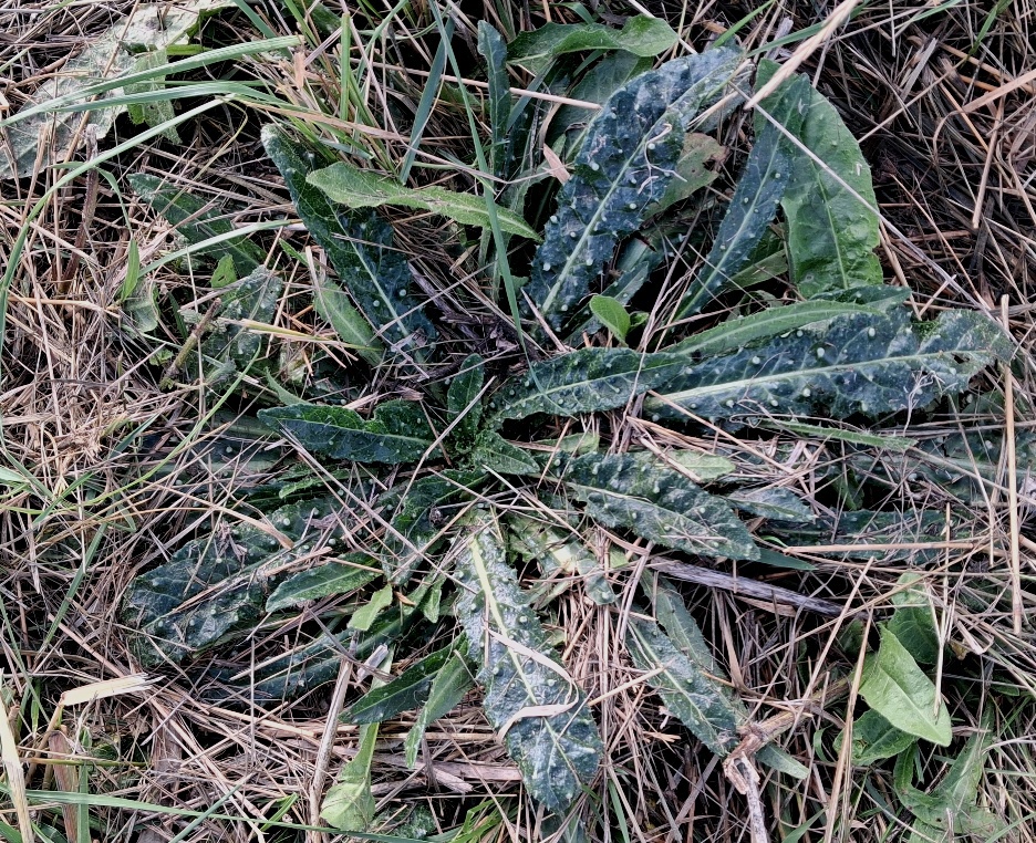 bristly oxtongue rosette