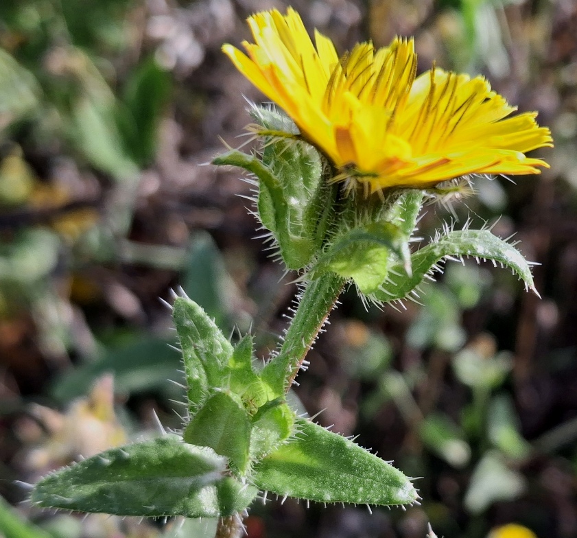 bristly oxtongue