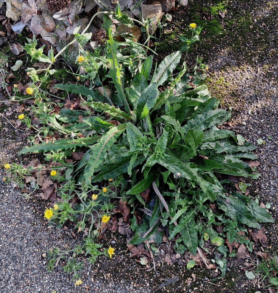 bristly oxtongue hawkweed oxtongue