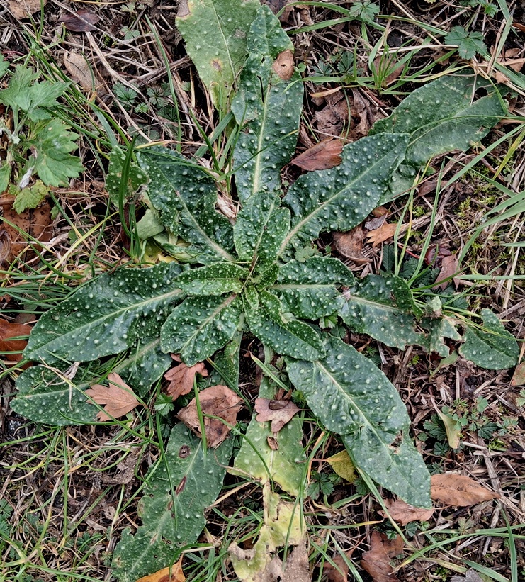 bristly oxtongue