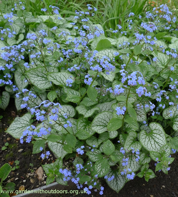 great forget-me-not