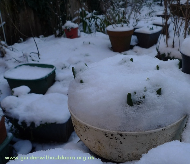 bulb bowl under snow