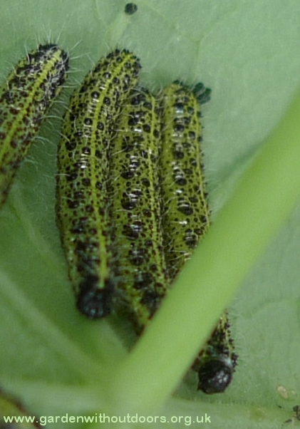cabbage white caterpillars