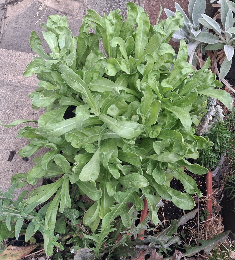 calendula