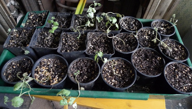 catnip seedlings indoors