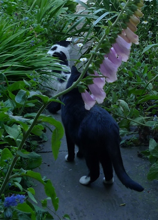 cats in front garden