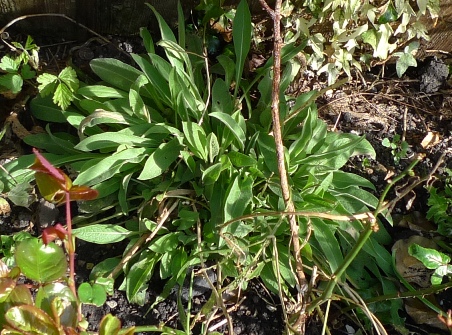 centaurea nigra (lesser knapweed)