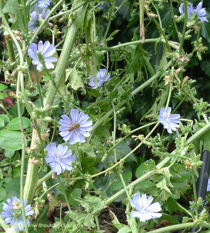 chicory with bee